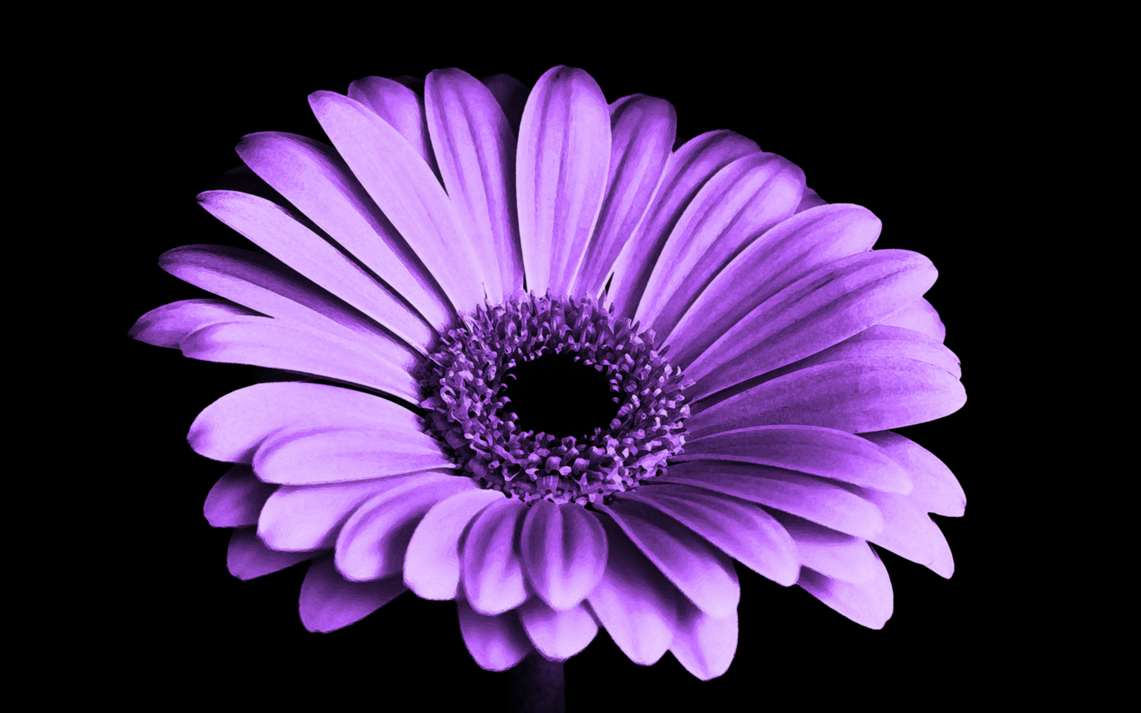 Violet Daisy Flower 4K6562311967